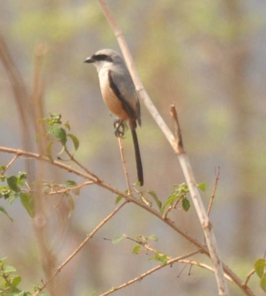 Алаг дунхай - ML329118691