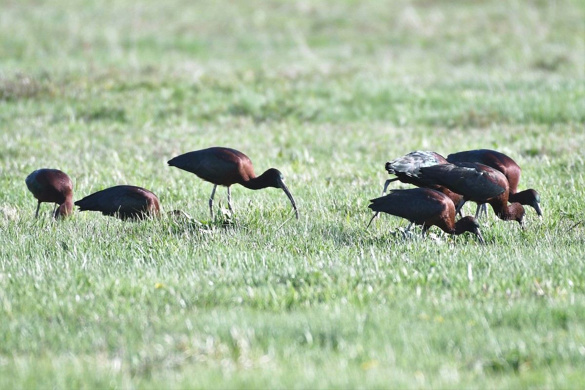 Glossy Ibis - Tim Metcalf