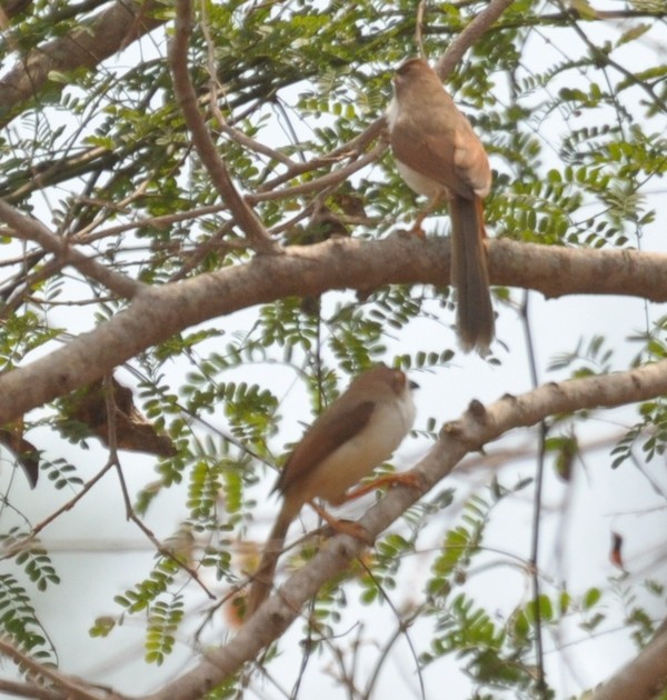 Yellow-eyed Babbler - ML329118911