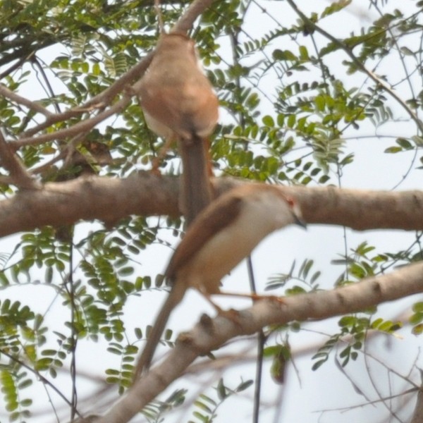 Yellow-eyed Babbler - ML329118931