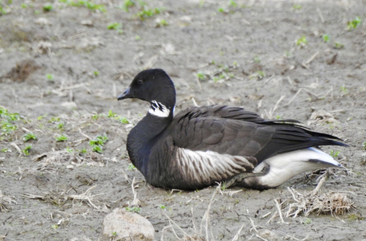 Barnacla Carinegra - ML329119851