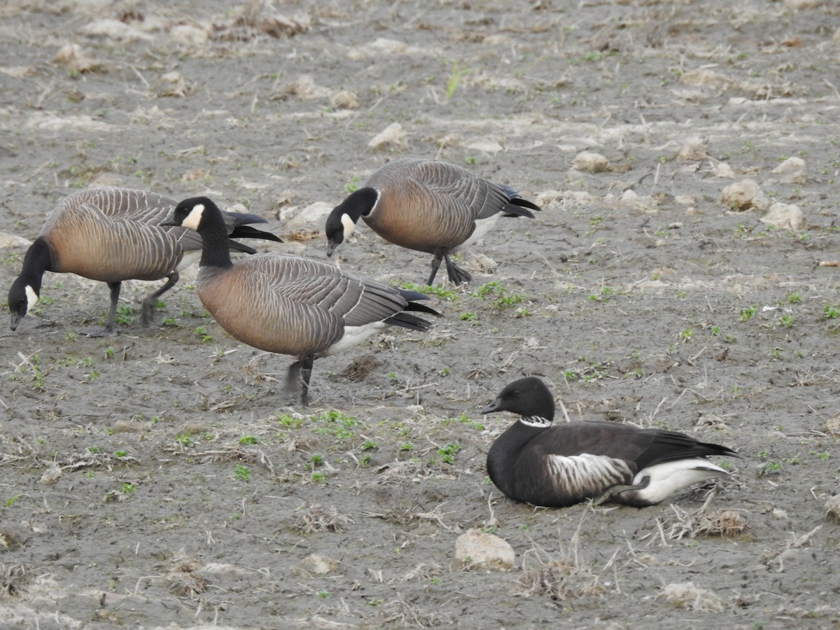 Branta musubeltza - ML329119861