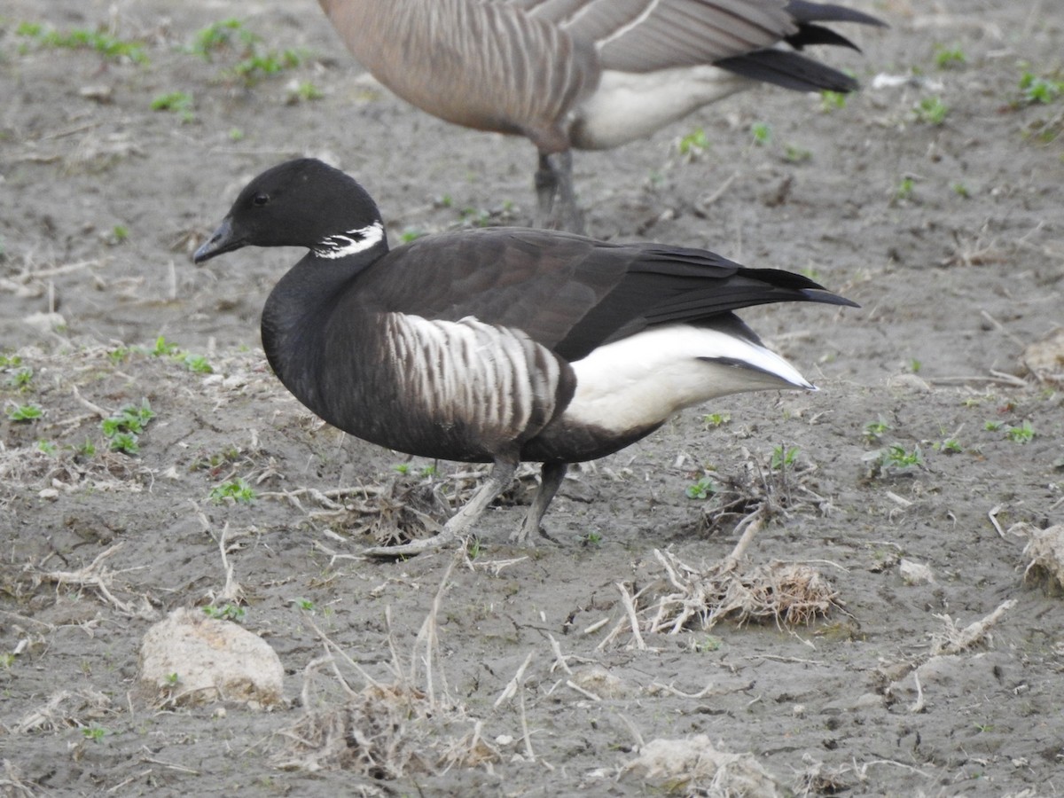 Barnacla Carinegra - ML329119891