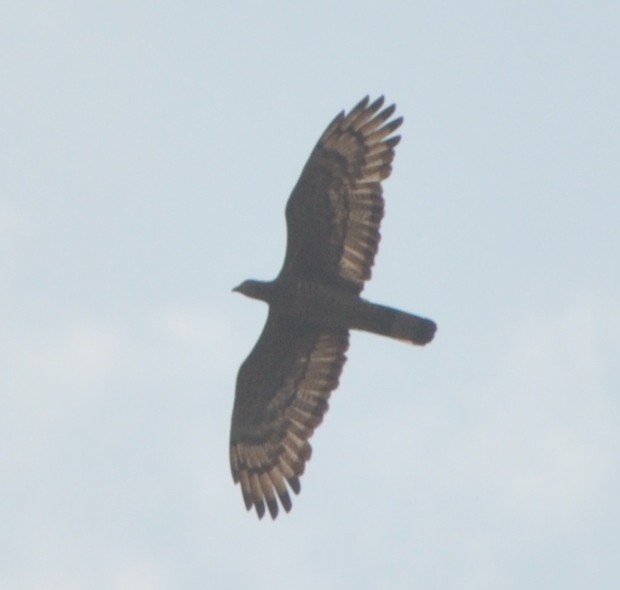 Согсоот гоорбис - ML329120001