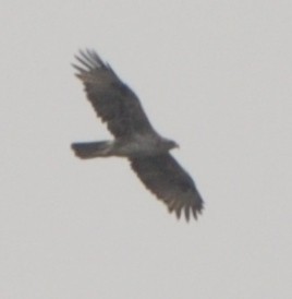 Харсун бүргэд - ML329120141