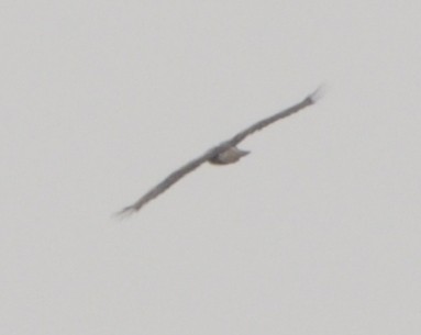 Харсун бүргэд - ML329120191