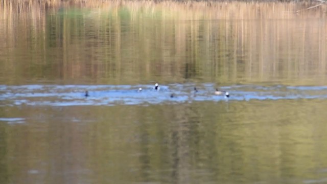 Bufflehead - ML329120231