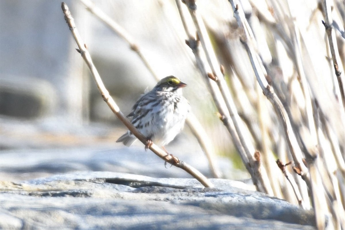 Savannah Sparrow - ML329120381