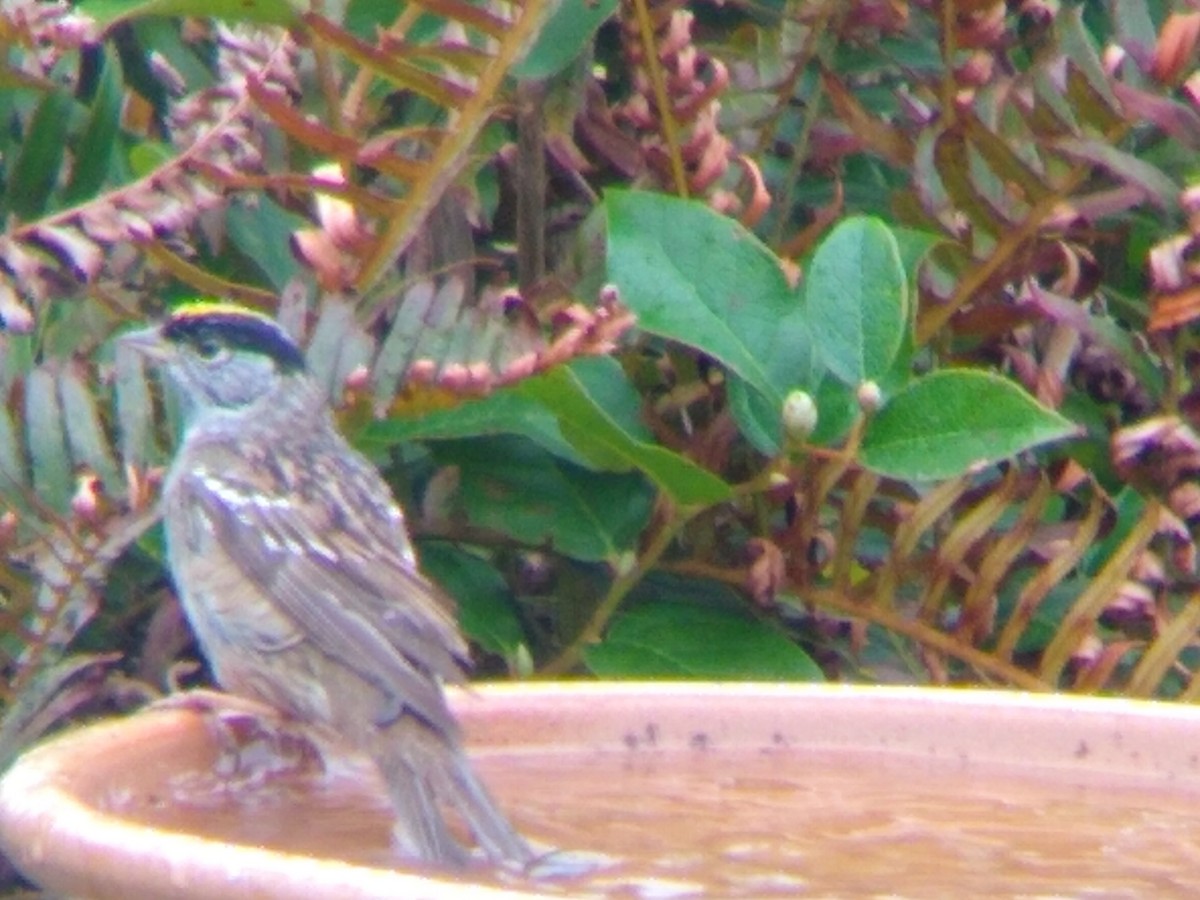 Golden-crowned Sparrow - ML329120471