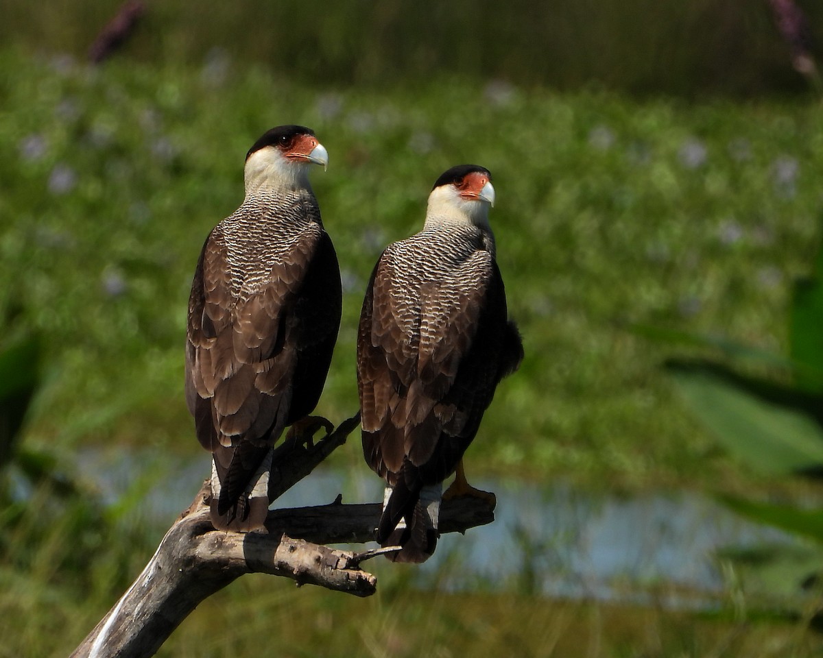 Crested Caracara (Southern) - ML329120531