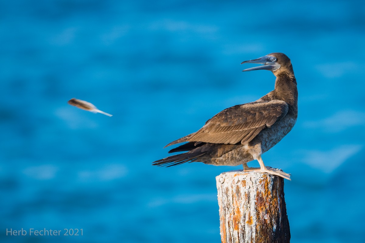 Brown Booby - ML329121491