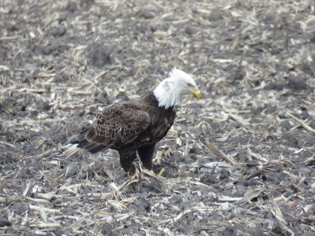 Bald Eagle - ML329122451