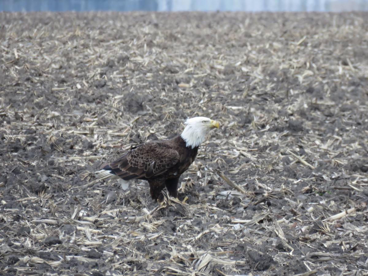 Bald Eagle - ML329122461