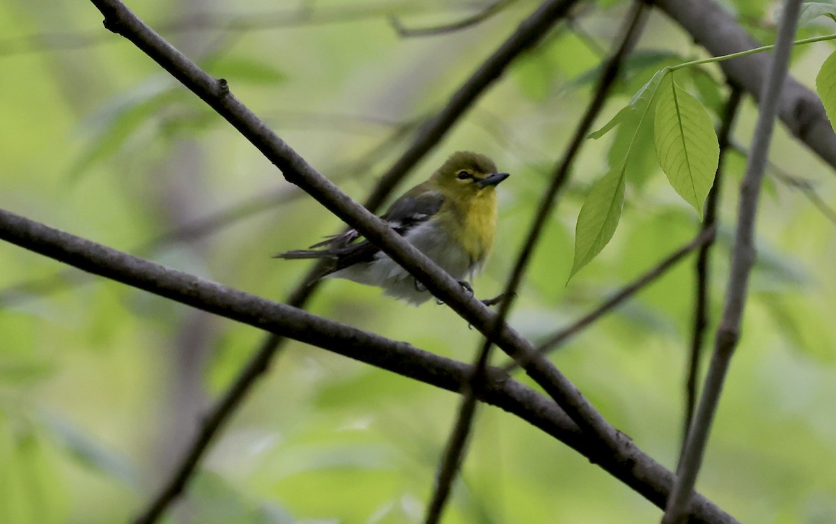 Yellow-throated Vireo - ML329124491