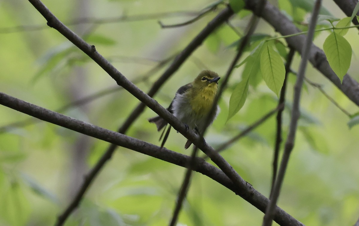 Yellow-throated Vireo - ML329124521