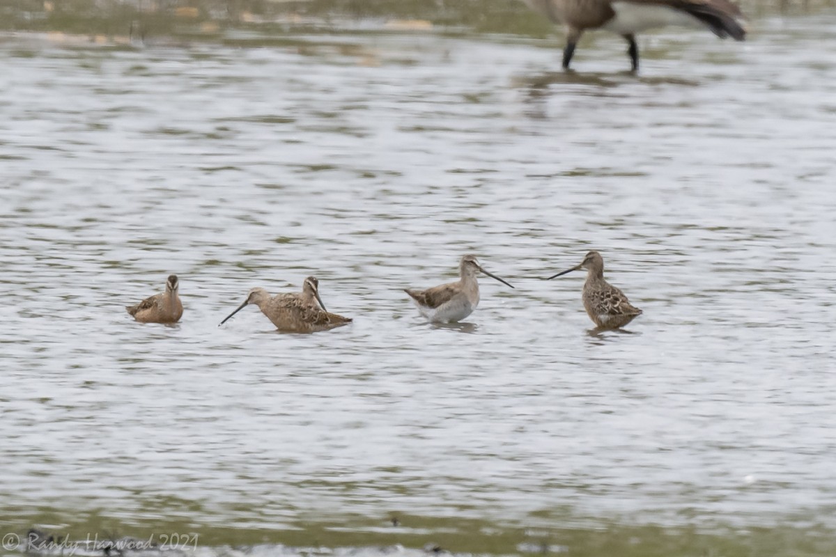 Long-billed Dowitcher - ML329125041