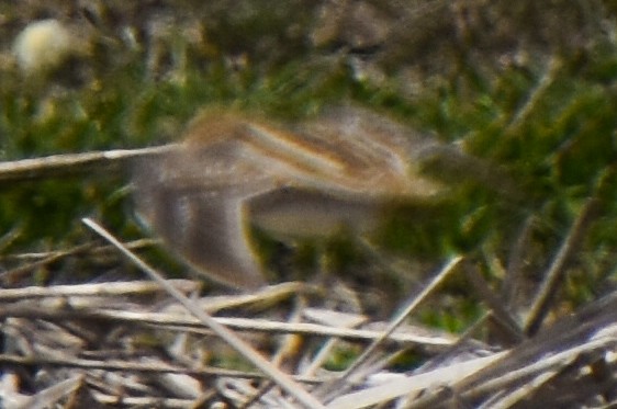 Wilson's Snipe - ML329125591