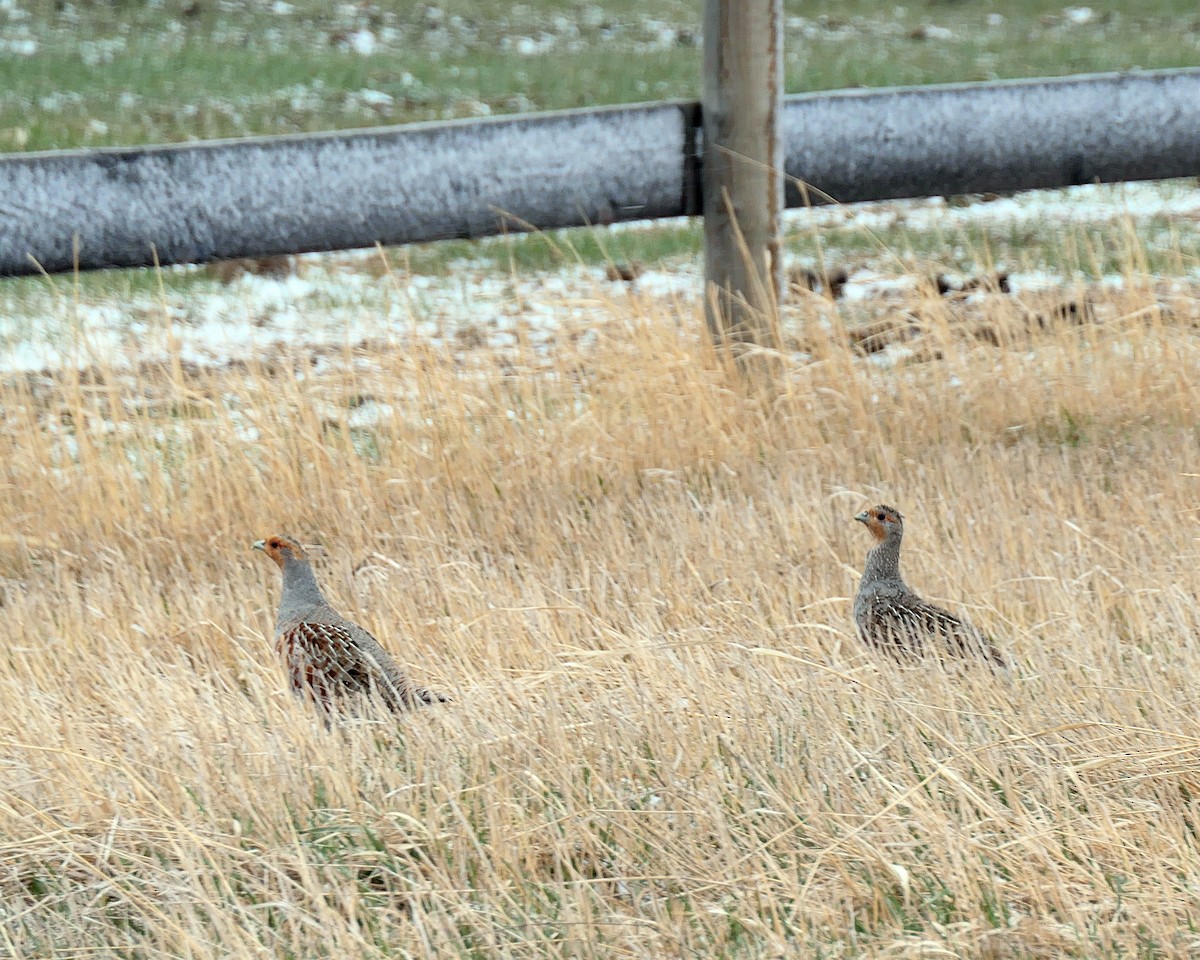 Gray Partridge - ML329125921