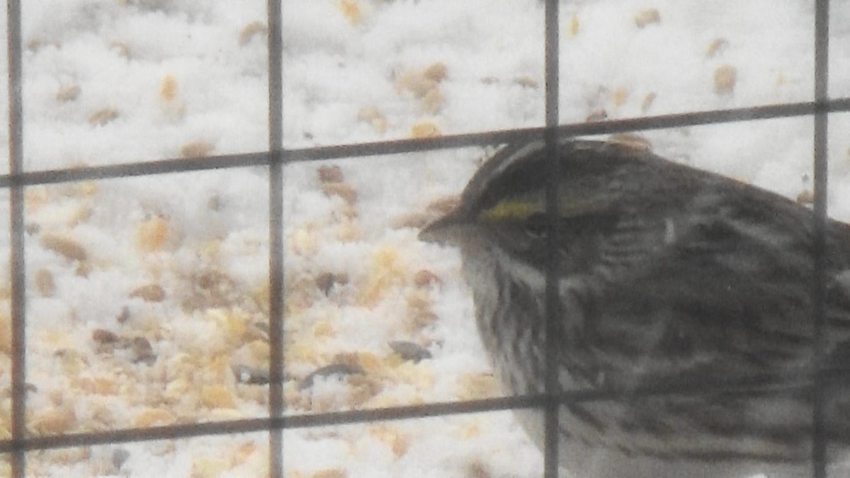 Savannah Sparrow - ML329125971