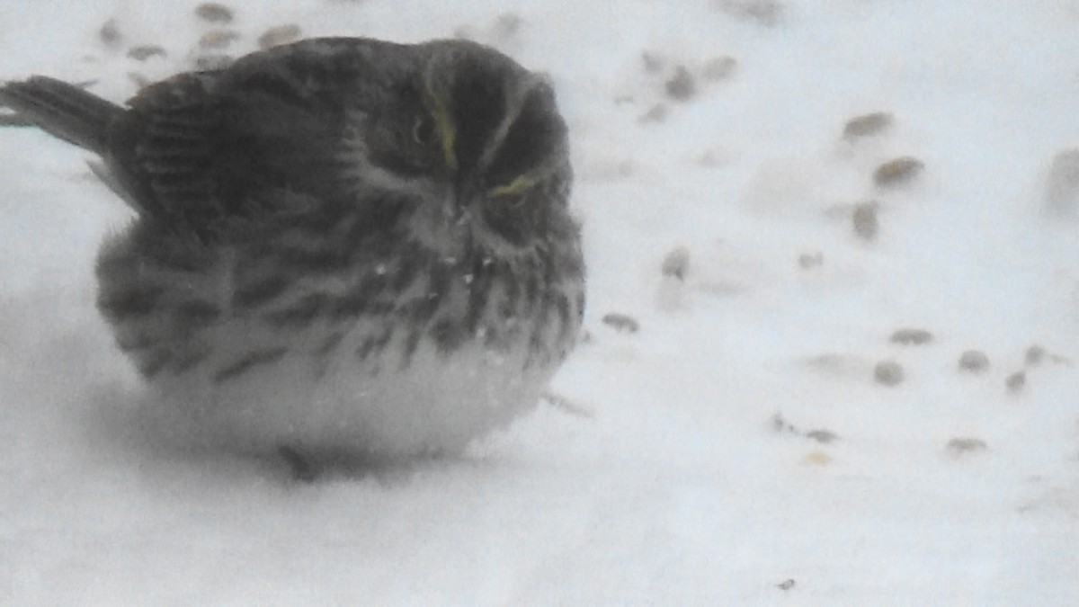 Savannah Sparrow - ML329126021
