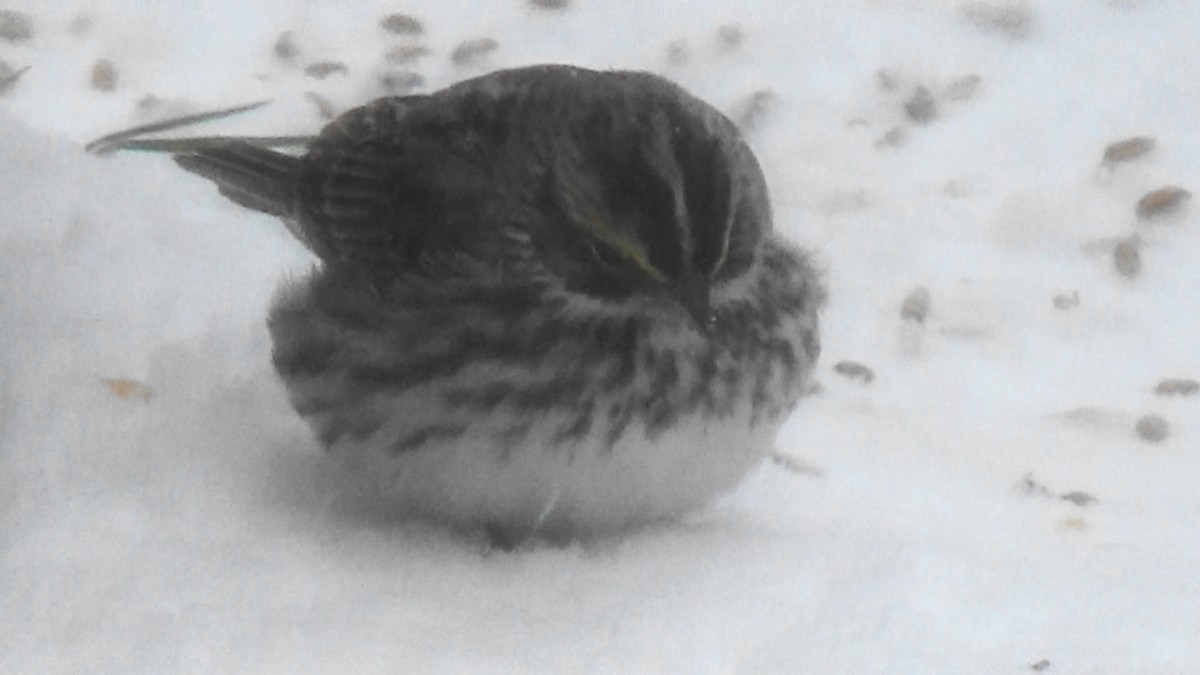 Savannah Sparrow - ML329126221