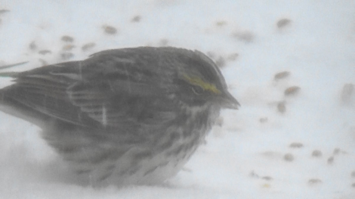 Savannah Sparrow - ML329126331