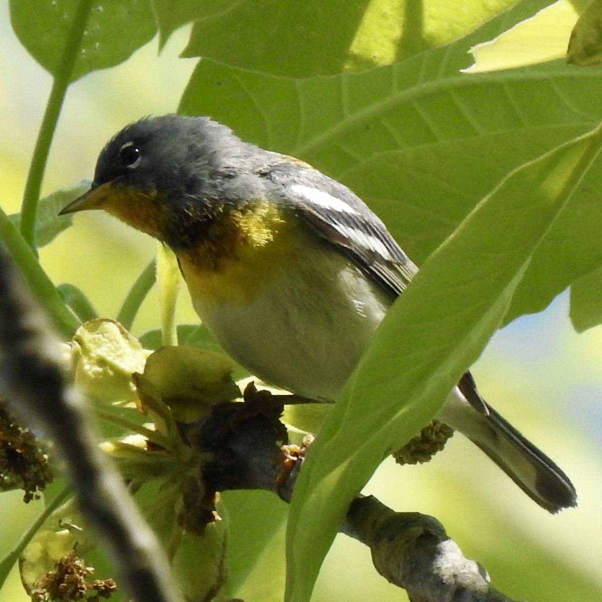 Northern Parula - Laura Clark