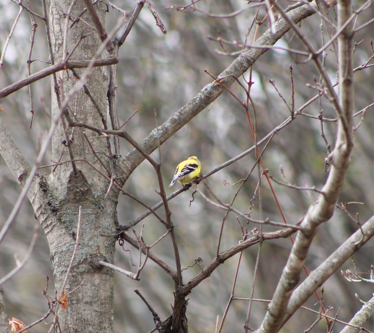 American Goldfinch - ML329127961