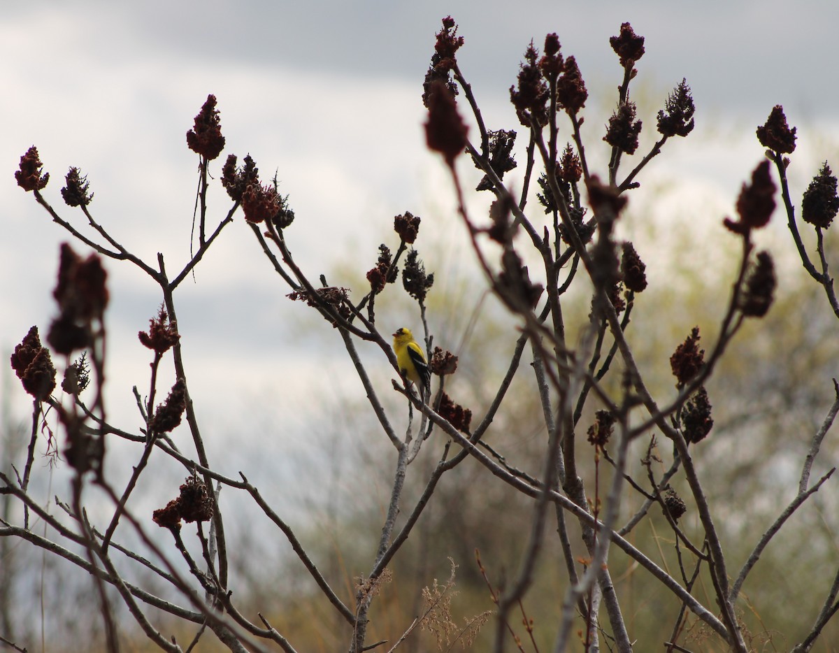 American Goldfinch - ML329127971