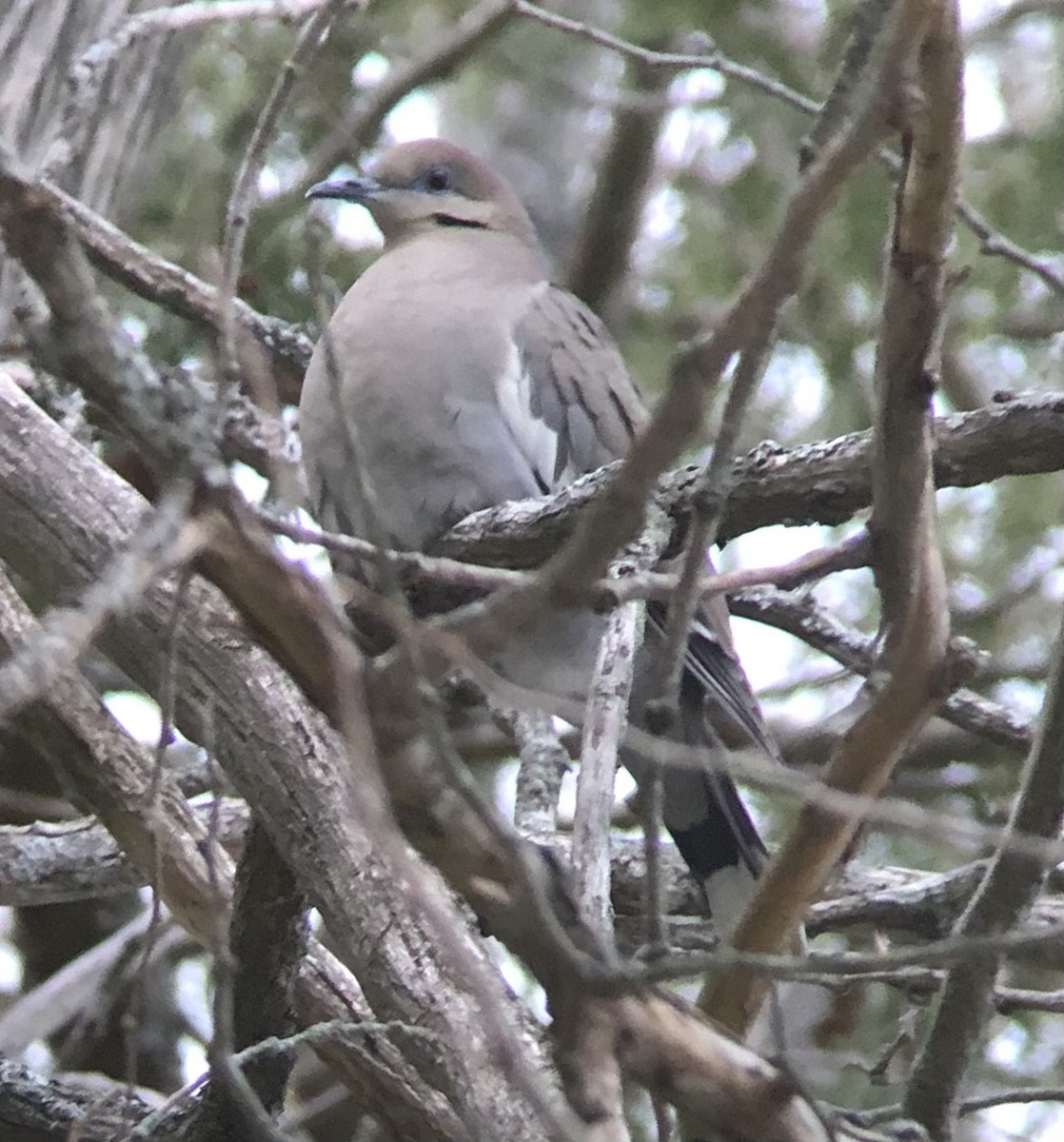 White-winged Dove - ML329129171