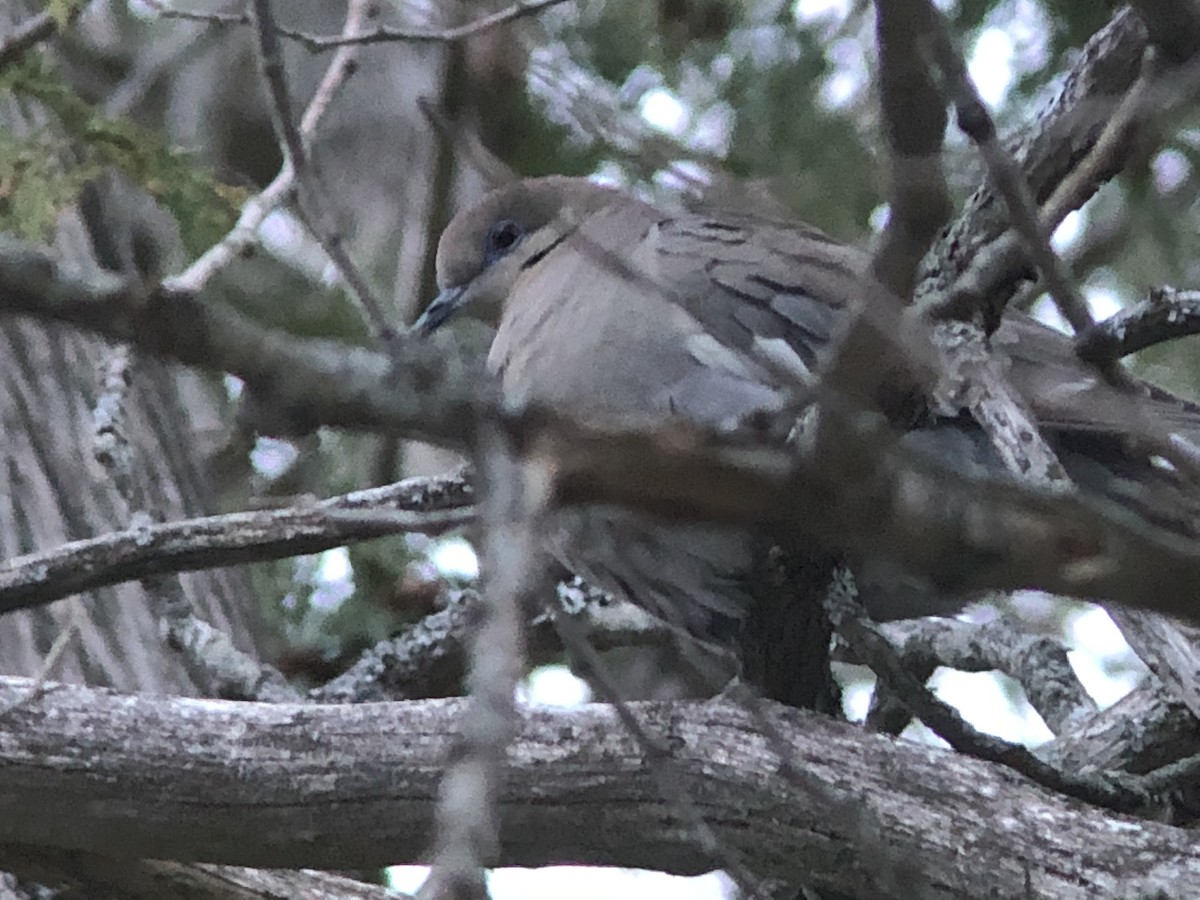 White-winged Dove - ML329129181