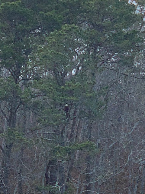 Bald Eagle - ML329129921