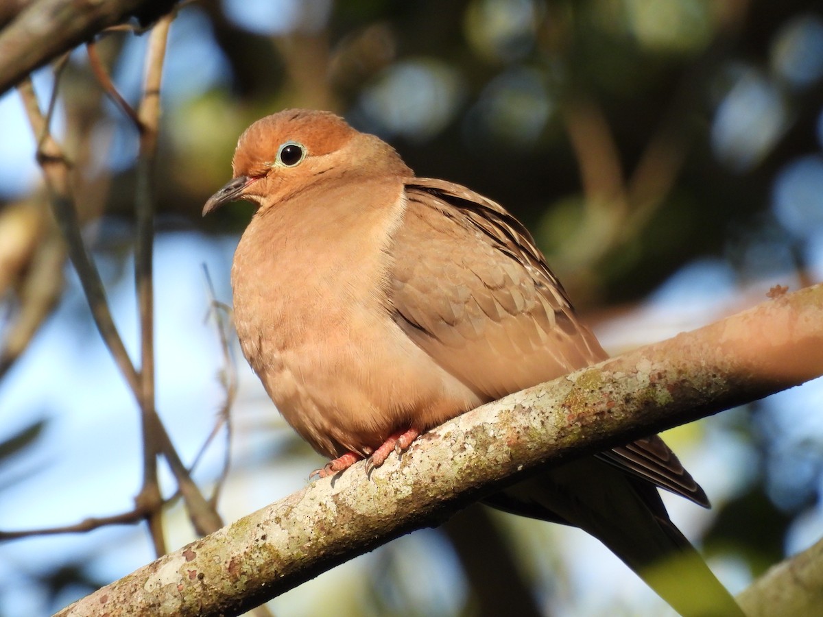 Mourning Dove - ML329131751