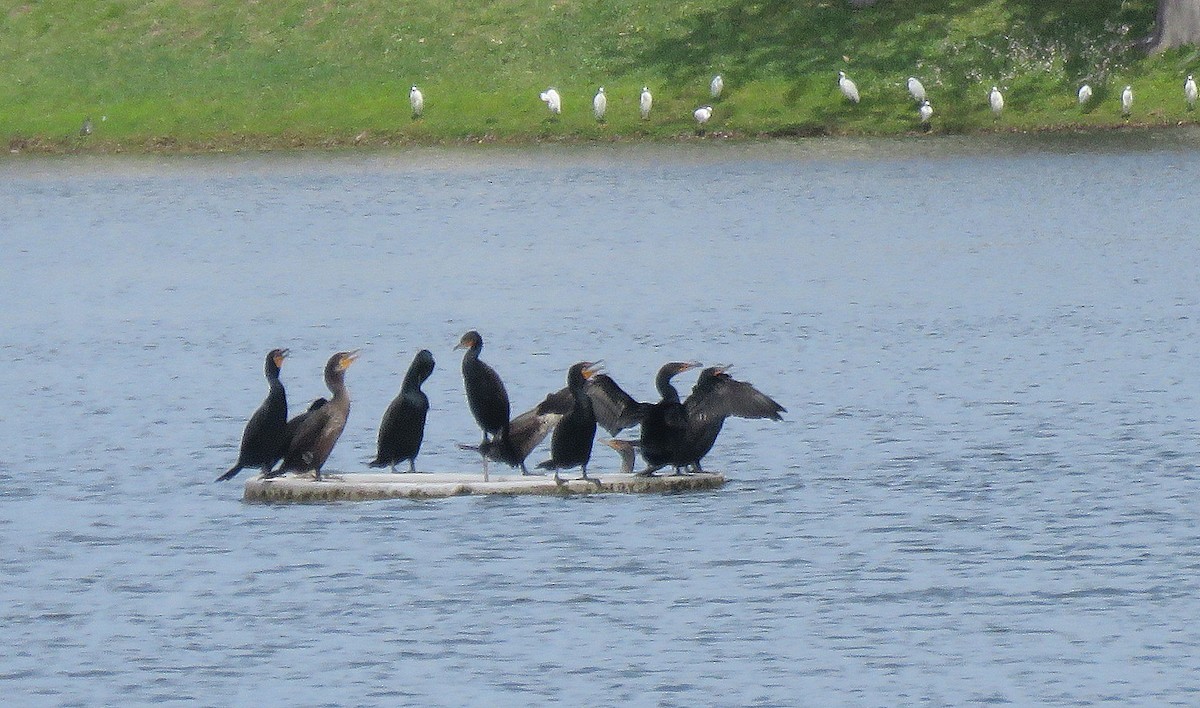 Cormoran à aigrettes - ML329138021