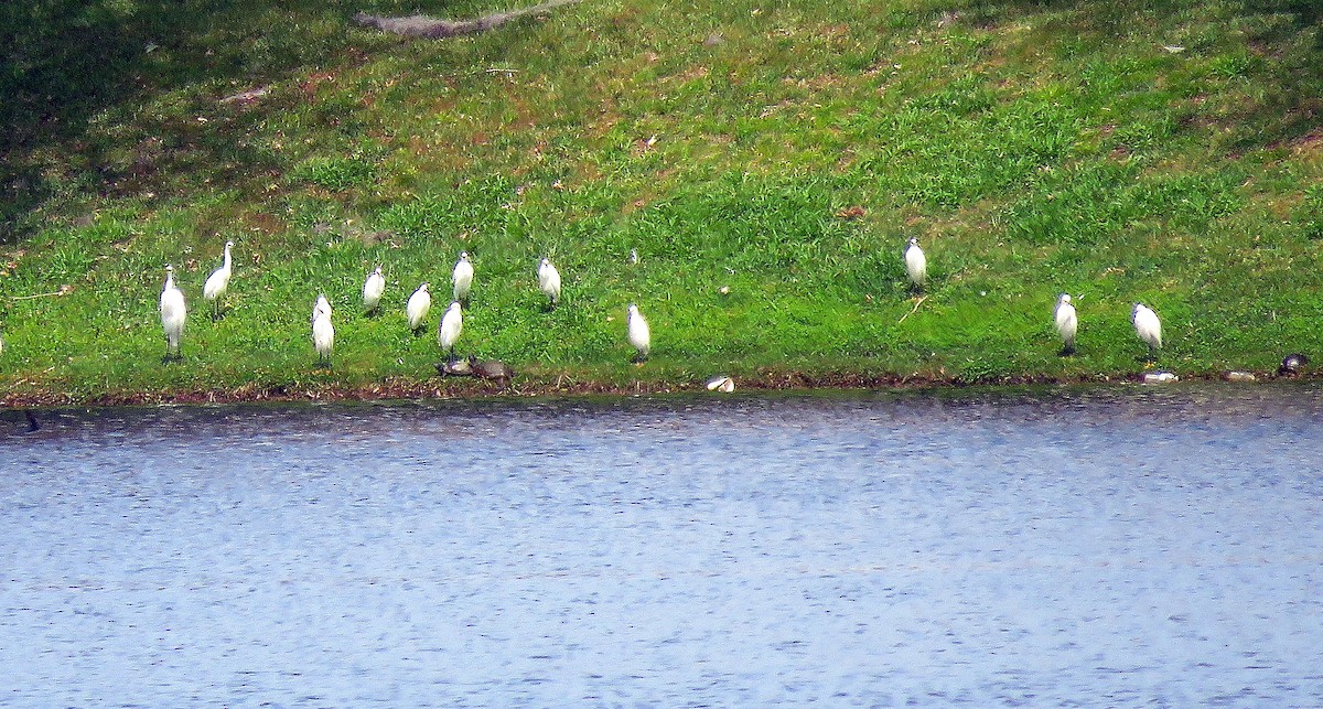 Snowy Egret - ML329138081