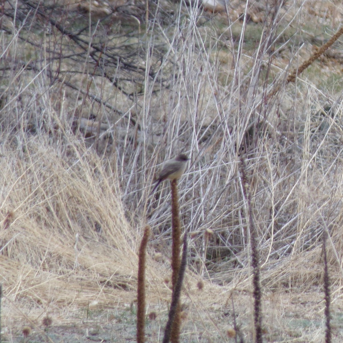 Say's Phoebe - ML329138581