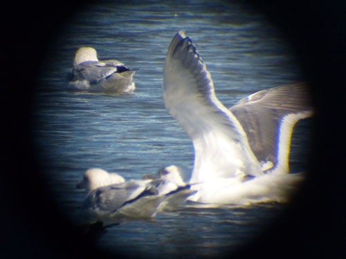 Slaty-backed Gull - ML32913961