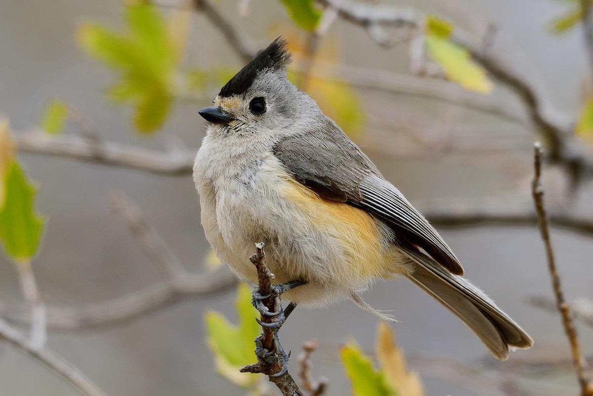 Black-crested Titmouse - ML329140311