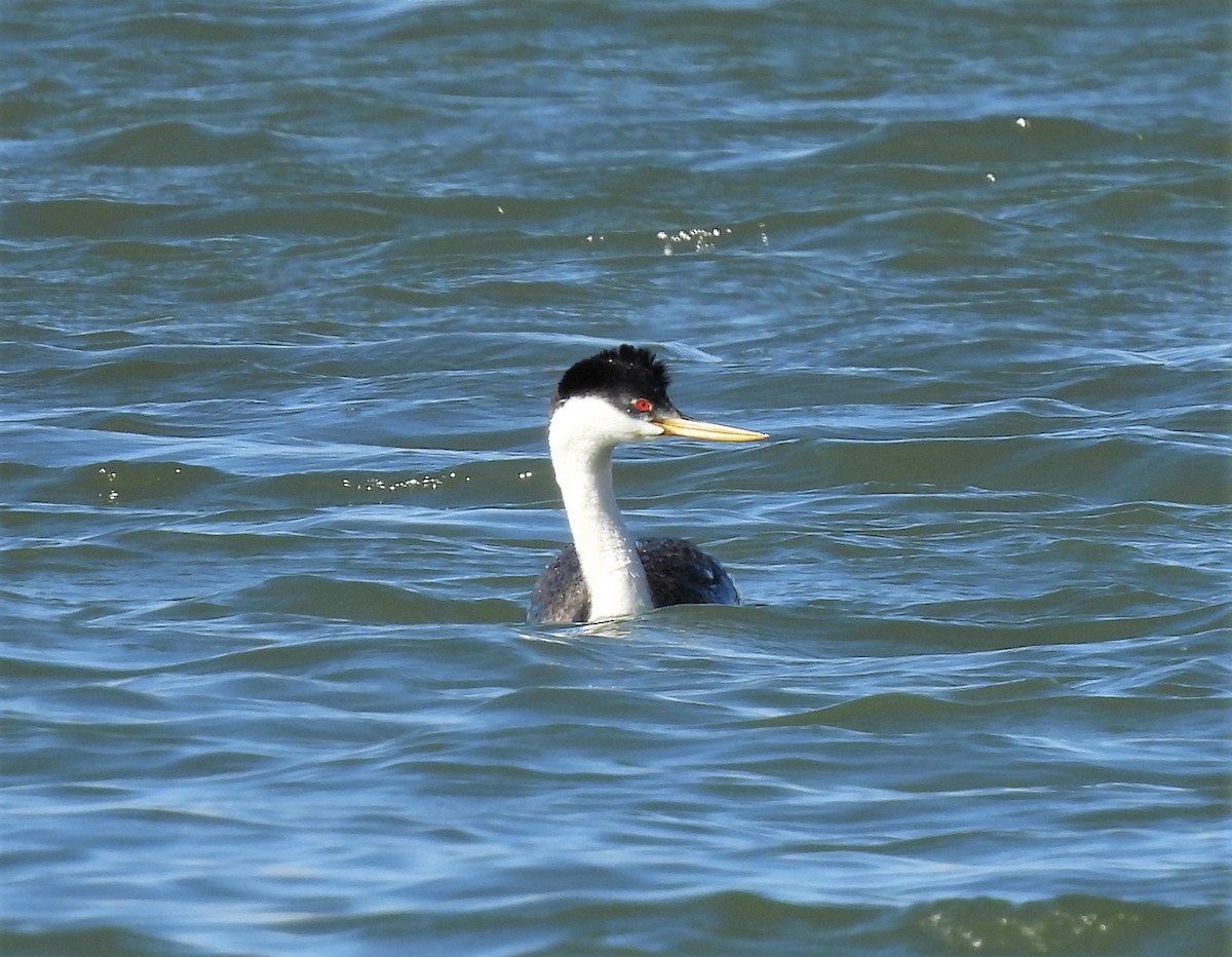 Western Grebe - ML329143711