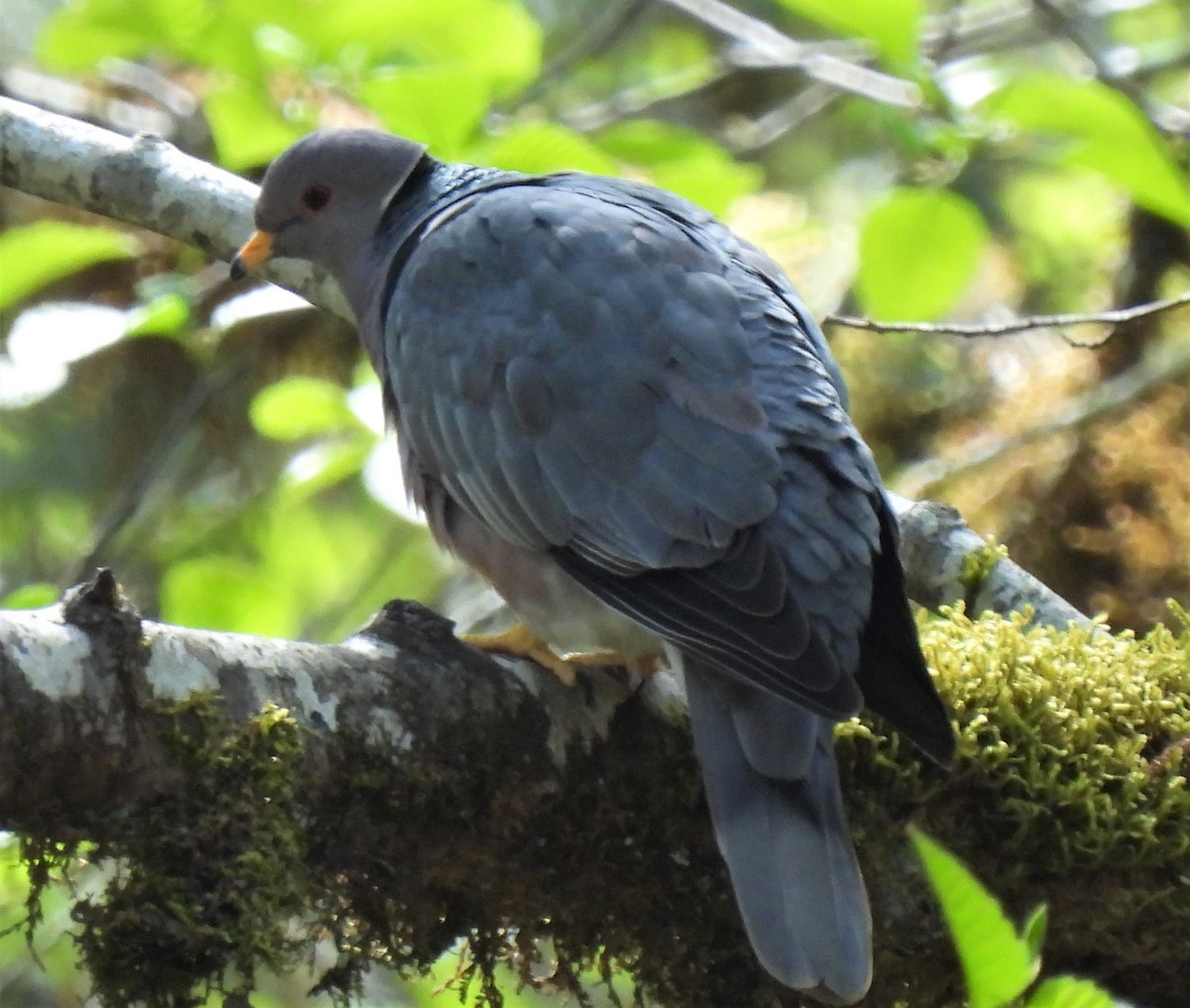 Band-tailed Pigeon - ML329146571