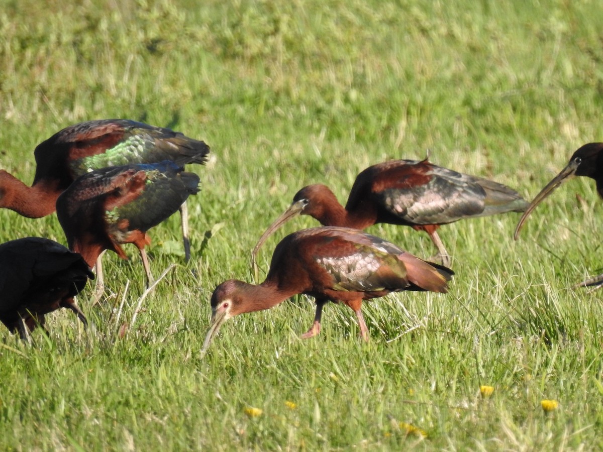 White-faced Ibis - ML329149341