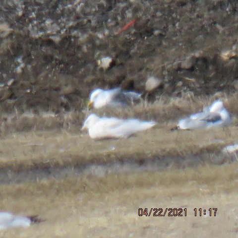 Glaucous Gull - ML329150391