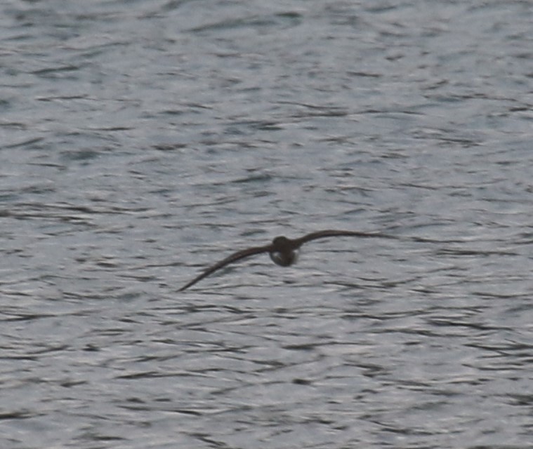 Spotted Sandpiper - ML329151621