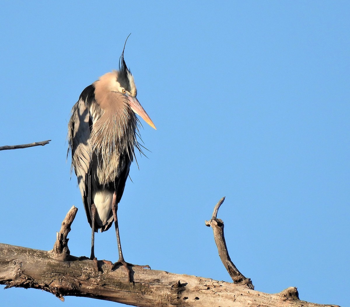 Great Blue Heron - ML329151961