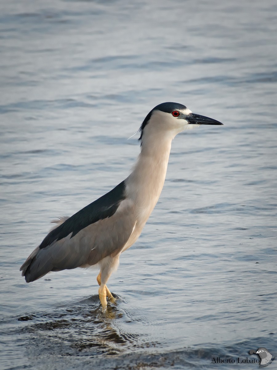 Black-crowned Night Heron (American) - ML329152591