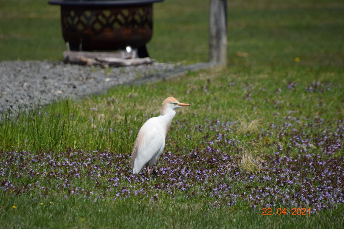 Western Cattle Egret - ML329153121