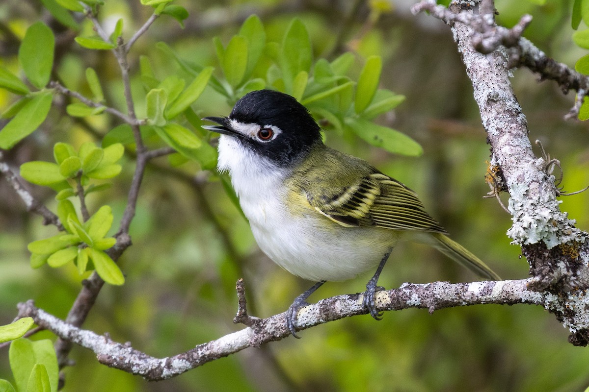 Black-capped Vireo - ML329153321