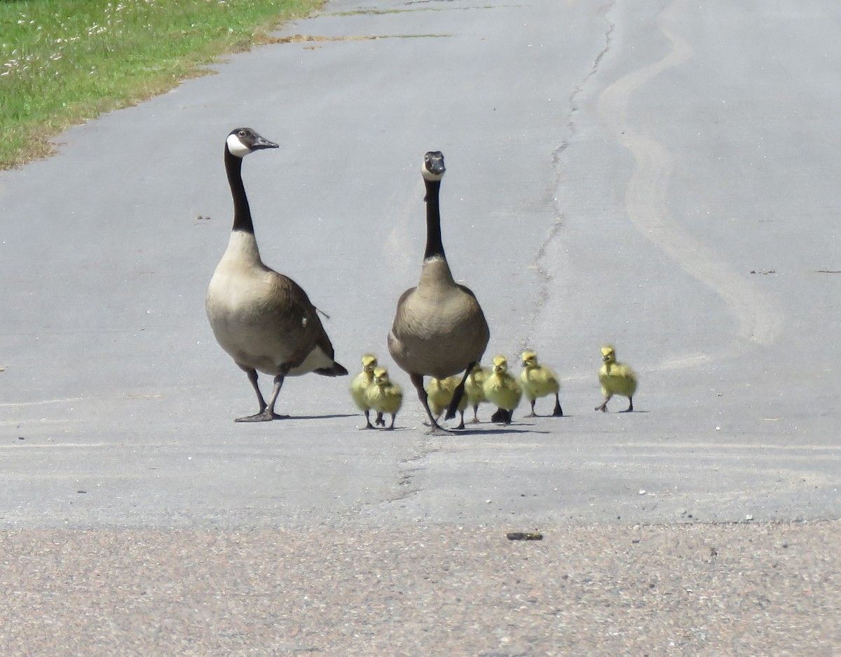 Canada Goose - ML329153521