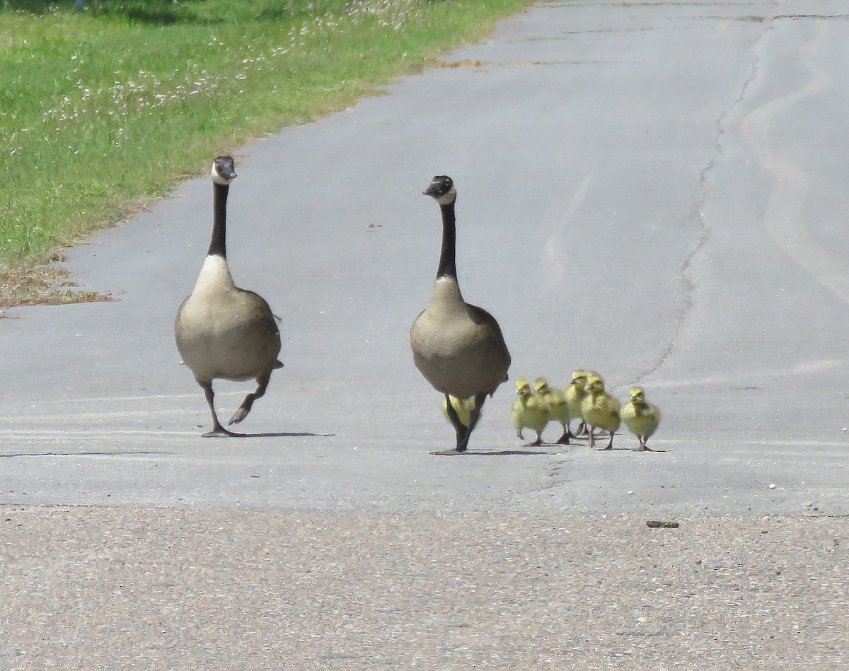 Canada Goose - ML329153541