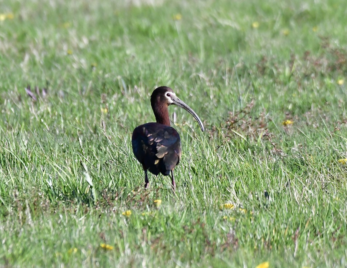 White-faced Ibis - ML329154641